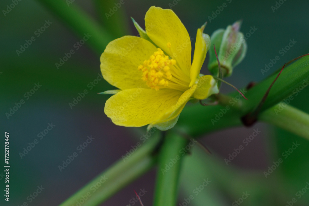 Fototapeta premium 可憐な黄色が可愛いモロヘイヤ