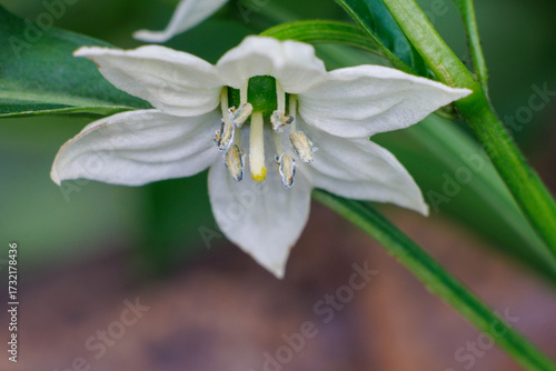 可憐なピーマンの花