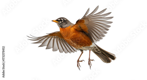 American robin in flight PNG isolated on transparent background, orange breasted bird with wings spread for nature and wildlife concepts