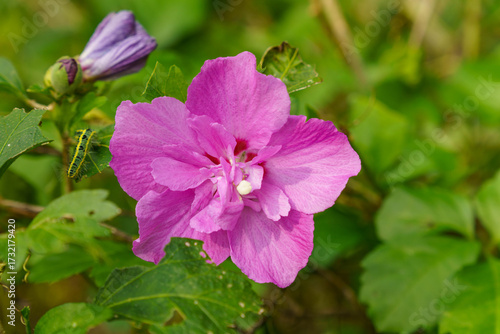 ピンク色の花を咲かせたムクゲ
