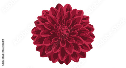 Maroon dahlia-like blossom. Petals densely layered in a radial pattern, set against a white background
