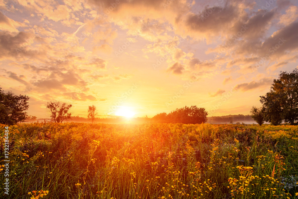 Fototapeta premium Golden sunset or sunrise over a field of wild grasses and flowers in summer. Rural landscape at dusk with forest and sky. Fog over the trees in the distance.