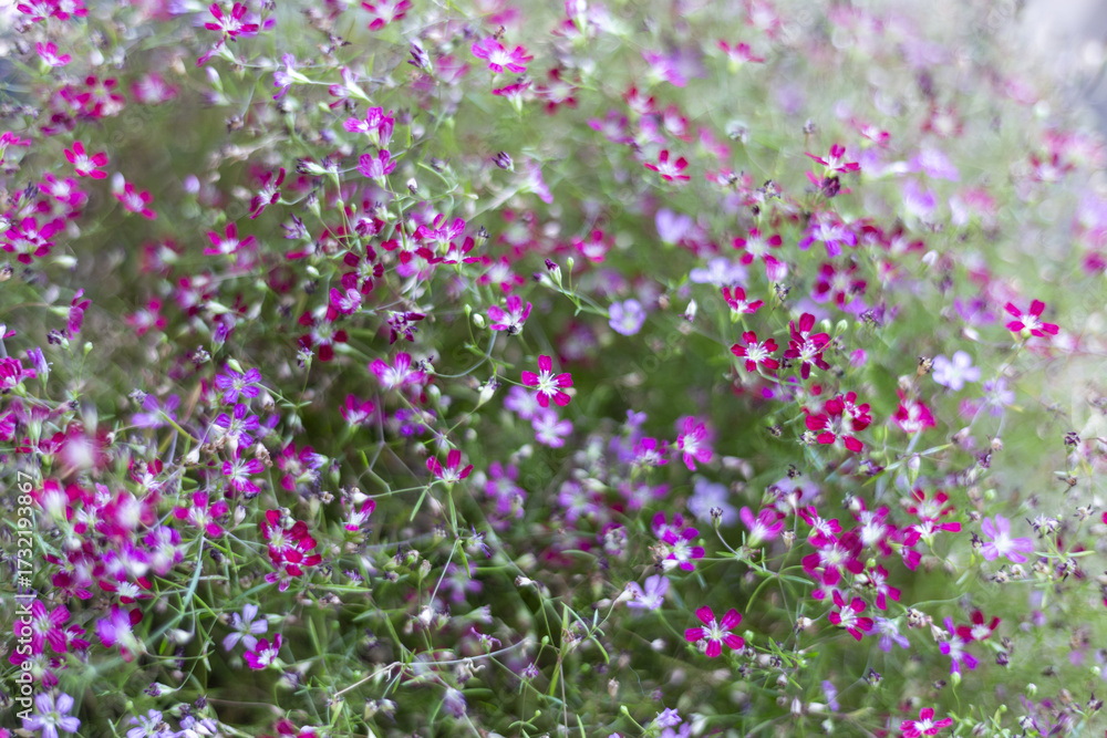 Naklejka premium Small delicate purple and pink flowers bloom profusely, their vibrant blossoms creating joyful tapestry of nature. Lush green plant thrives in sunny garden, an inviting and serene outdoor scene