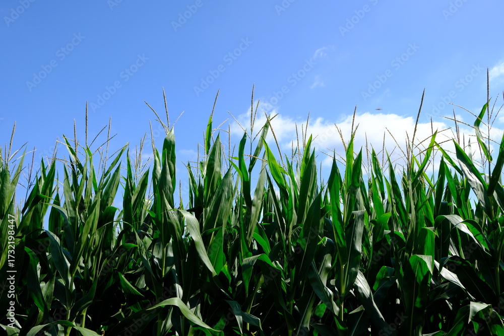 Obraz premium corn and sky