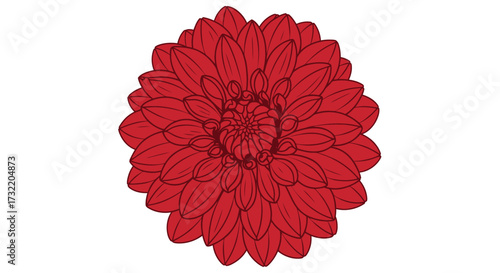 Detailed red flower illustration with many petals