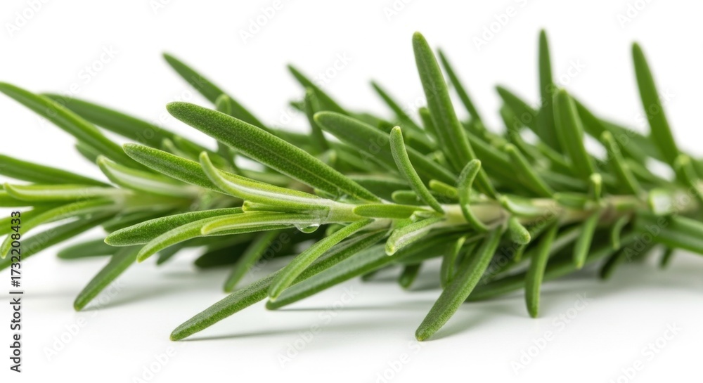 Fototapeta premium Fresh Green Rosemary Herb on White Background Natural Culinary Ingredient