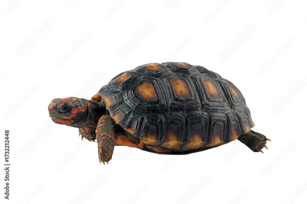 Fototapeta premium Cherry Head turtle closeup on isolated backgtound, Cherry Head closeup