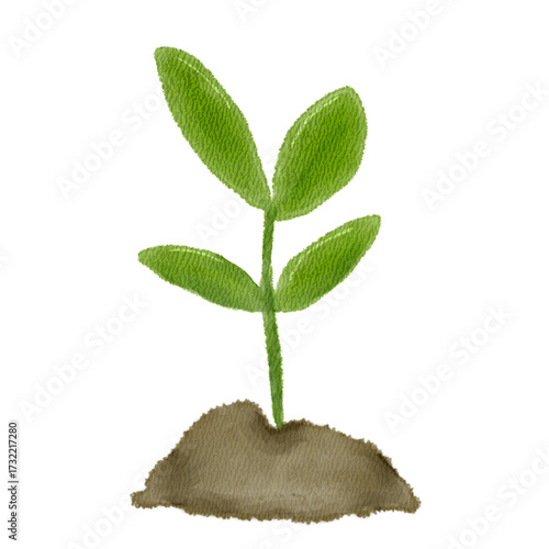 young plant growing from soil