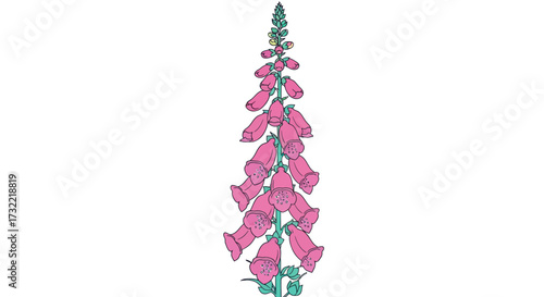 Foxglove illustration pink blooms cascade on a green stalk