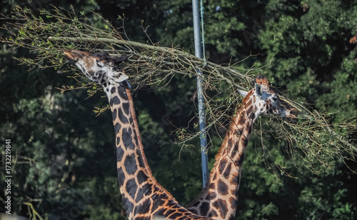 Canvas Print views of captive animals in a wildlife park