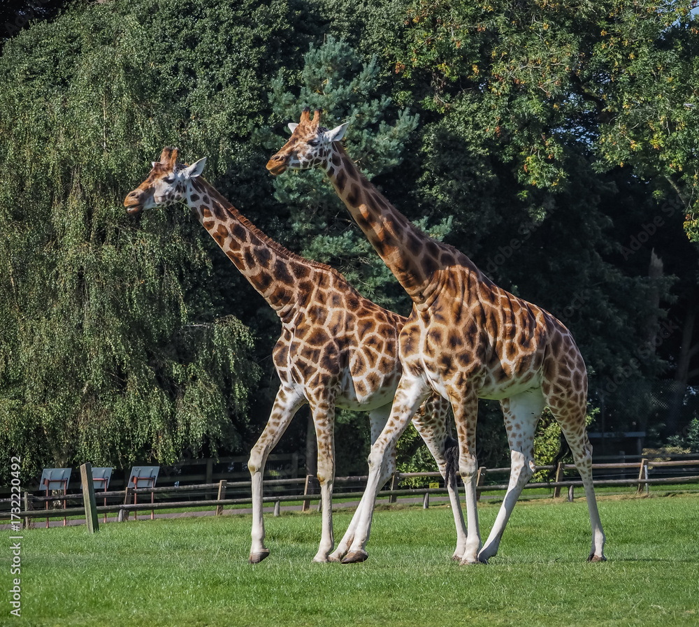 Obraz premium views of captive animals in a wildlife park 
