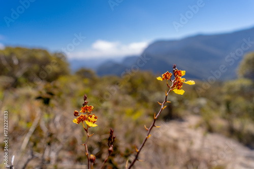 Flowers in the mountains, trekking at Serra dos Órgãos National Park, Petrópolis, Brazil