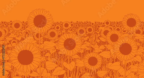Sunflower field monochrome