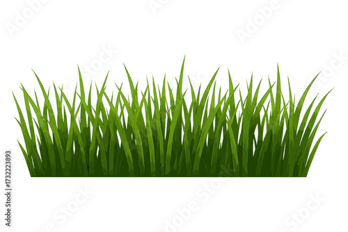 High quality realistic green grass border on a transparent background. Vector illustration of a fresh lawn for spring or summer. Nature, field, or meadow edge element.