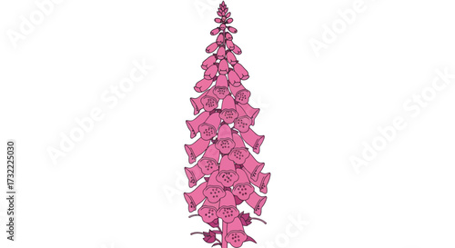 Pink foxglove illustration with tubular flowers on white