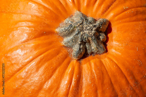 top of bright orange pumpkin with dry stem