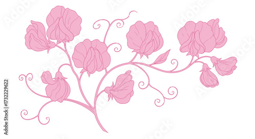 Pink, outlined sweet pea blooms and curling tendrils