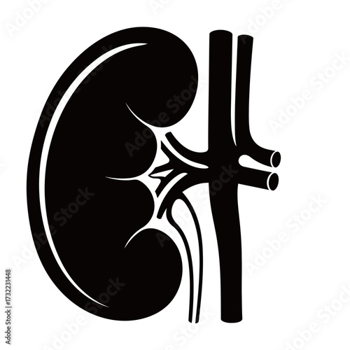 black and white silhouette of Kidneys vector on white background