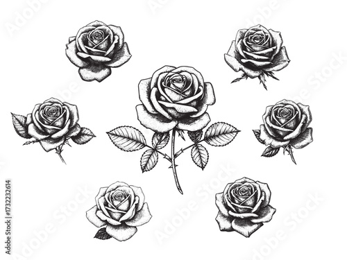 Rose Flower Vintage Engraved Botanical Illustration Isolated Vector Artwork