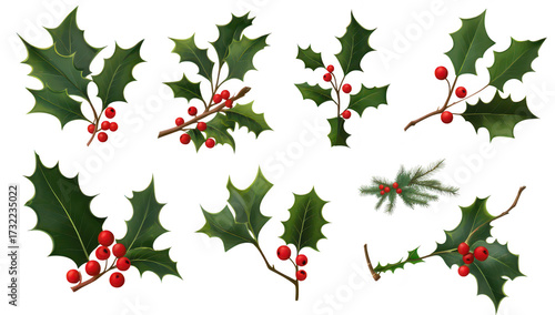 A collection of holly branches featuring green leaves and bright red berries. arranged artistically on a white background. ideal for holiday-themed designs and decorations