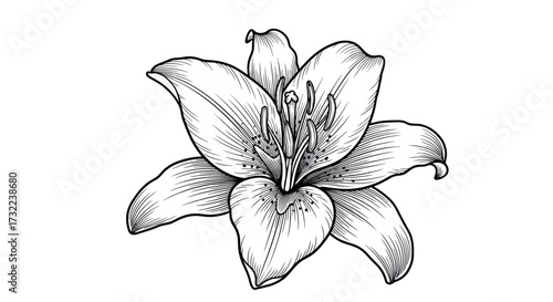 Detailed monochrome ink drawing of a blossoming flower
