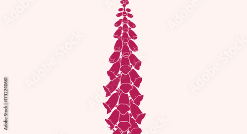 Upward shot of isolated magenta foxglove flower stalk