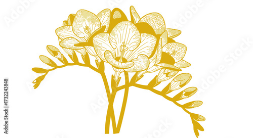 Freesia bouquet illustration, detailed gold lines on white