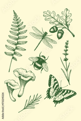 Engraving of botanical plants, herbs, leaves, mushrooms, bee, and butterfly in vintage style.
