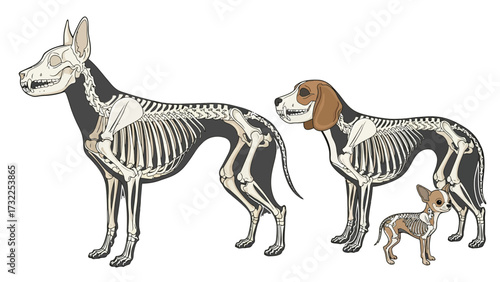 Comparative illustration of three dog skeletons, showcasing size differences across various breeds from large to small.