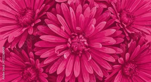 Magenta-hued dahlia blossoms, petals radiate from central disks