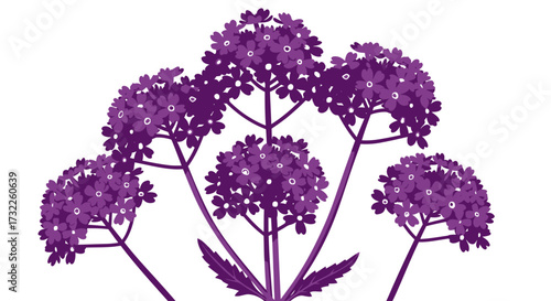 Graphic-style purple verbena blooms