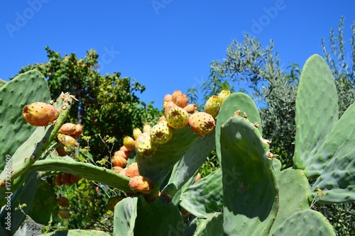 ein Kaktus mit Früchten vor blauem Himmel