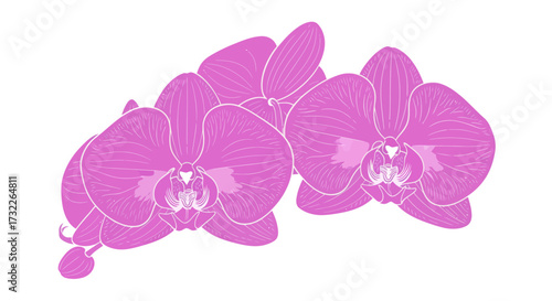 Pink orchid flowers, white outline, on white background