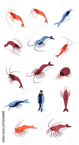 A collection of diverse freshwater and saltwater shrimp species along with a tiny person.