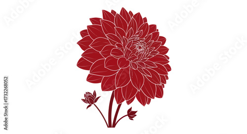 Red dahlia illustration with buds on stems, against white backdrop