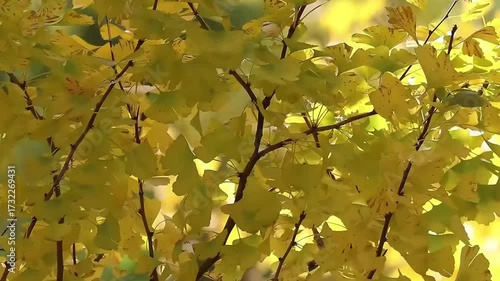 Autumn Concept, Yellow Ginkgo Leaves blowing in the wind