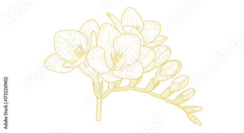 A sketched light-yellow freesia cluster with open blooms and bud sprig on white