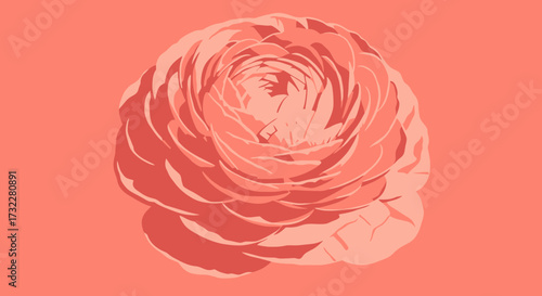 Vector graphic of a ruffled flower, rose or ranunculus, on a solid coral background
