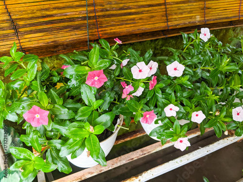 Tapak Dara flowers (Catharanthus roseus) planted in plastic pots and stored on wooden shelves on the terrace of the house