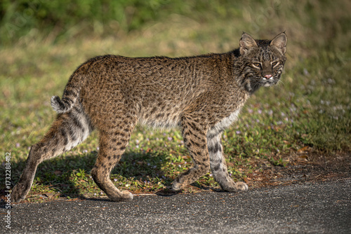 Bobcat on side of road