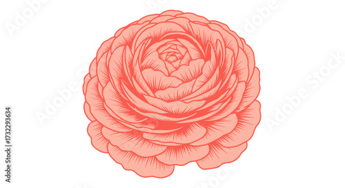 Detailed coral flower, densely layered petals, isolated on white
