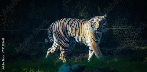 Papier peint views of captive animals in a wildlife park