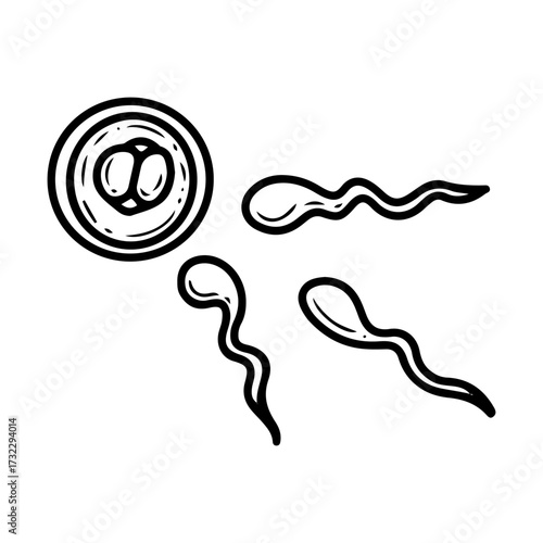 Male sperm and female egg. Hand drawn doodle vector. Conception of baby. Onset of pregnancy. Fertilization. Line art illustration.