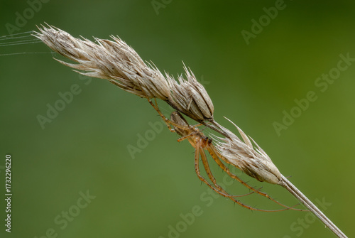 Common hammock weaver spider, Linyphia triangularis male on grass. In the meadow. Profile, close up. Blurred natural green background
