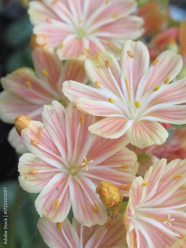 Fototapeta premium Zbliżenie na kwiaty sukulenta z gatunku lewizja