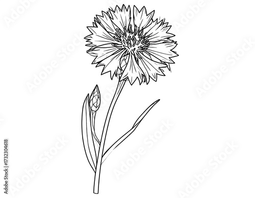 Wallpaper Mural Detailed line drawing of a carnation flower Torontodigital.ca