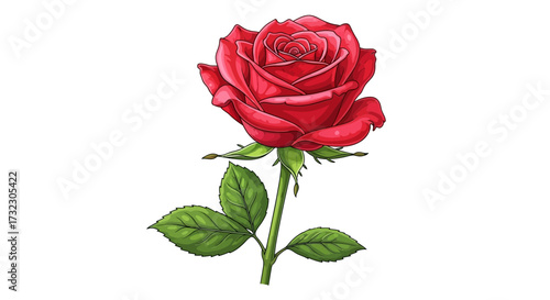 Crimson elegance botanical illustration isolated vibrant detailed rose artwork freshness