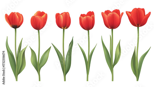 A arrangement of red tulips standing tall with lush green leaves. their beauty against a plain background. perfect for spring-themed designs and floral decorations