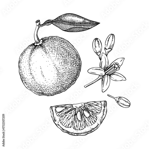 Yuzu sketches. Hand drawn vector illustration of citrus fruit with flowers and leaves. NOT AI generated