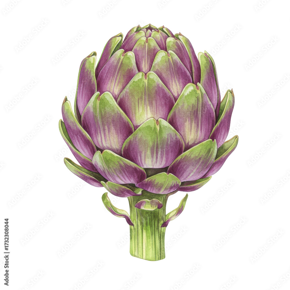 Obraz premium Watercolor artichoke with purple and green petals, detailed botanical illustration isolated on white background